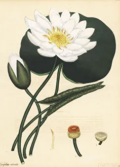 Philadelphia Prints: American white waterlily, Nymphaea odorata