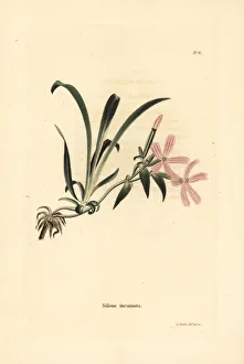 Silene Collection: American wild pink, Silene caroliniana subsp. pensylvanica