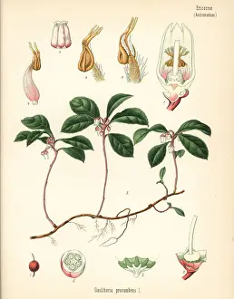 American wintergreen, Gaultheria procumbens
