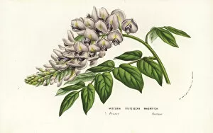American wisteria cultivar, Wisteria frutescens magnifica