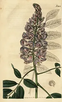 Wisteria Prints: American wisteria, Wisteria frutescens