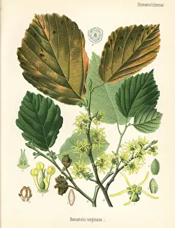 Virginiana Prints: American witch-hazel, Hamamelis virginiana