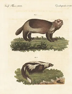 American wolverine and striped skunk