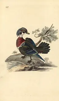 American wood duck, Aix sponsa