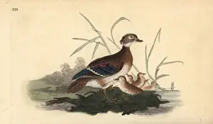 Edwarddonovan Prints: American wood duck (female and young), Aix sponsa