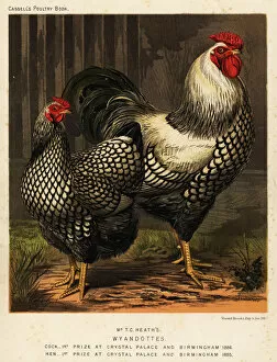Ribbons Collection: American Wyandotte chickens