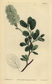Hazel Collection: American wych hazel, Fothergilla gardenii