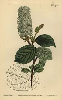 American wych hazel, Fothergilla gardenii
