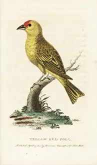 Naturalistspocketmagazine Prints: American yellow warbler, Setophaga petechia