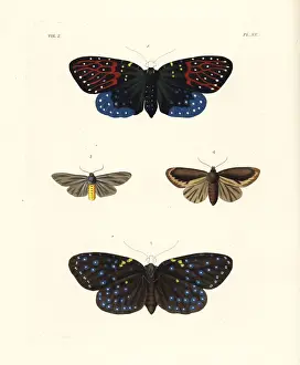 Noctua Prints: Amesia sanguiflua and milkweed tiger moth