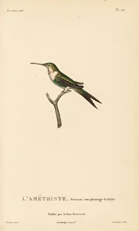Colibris Collection: Amethyst woodstar, Calliphlox amethystina. Almost adult