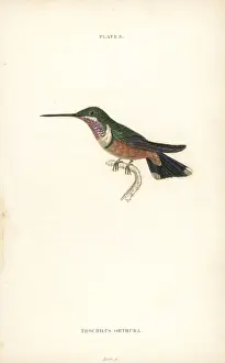 Amethyst woodstar, Calliphlox amethystine (immature male)