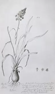 Alecto Gallery: Amianthium muscaetoxicum, fly poison