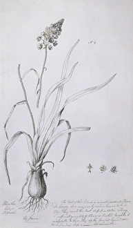 Alecto Gallery: Amianthium muscaetoxicum, fly poison