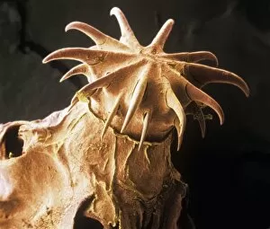 Amirthalingamia macracantha, tapeworm