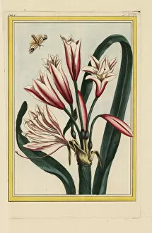 Amaryllis Gallery: Ammocharis longifolia or Cybistetes longifolia