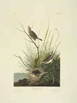 Emberizidae Prints: Ammodramus caudacutus, saltmarsh sharp-tailed sparrow