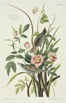 Ammodramus maritimus, seaside sparrow
