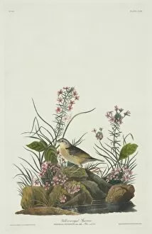 American Sparrow Collection: Ammodramus savannarum, grasshopper sparrow