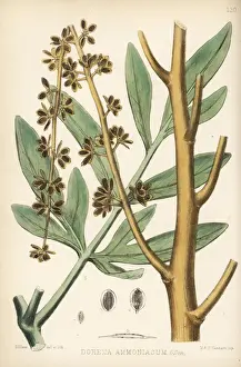 Ammoniacum, Dorema ammoniacum