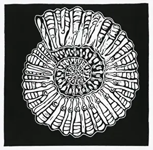 Ammonite