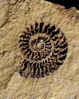 Ammonoid Gallery: Ammonite internal cast