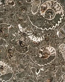 Ammonite marble
