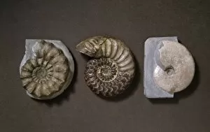 Ammonoid Gallery: Ammonite selection