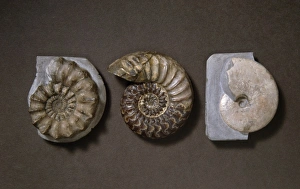 Ammonoidea Gallery: Ammonite selection