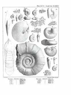 Ammonites