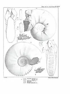 Illustrative Prints: Ammonites