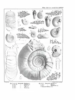 Illustrative Prints: Ammonites