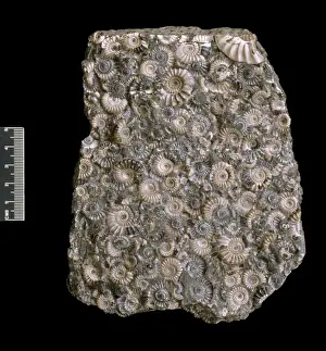 Ammonites