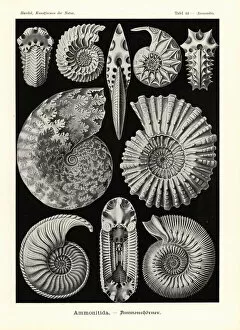 Ammonitida Collection: Ammonitida or extinct fossil ammonites
