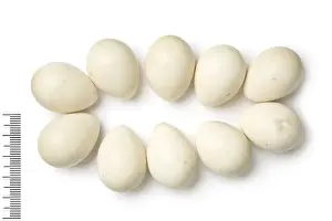 Eggshell Prints: Ammoperdix griseogularis, see-see partridge
