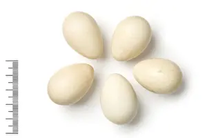 Eggshell Prints: Ammoperdix heyi, sand partridge