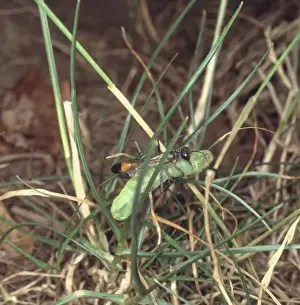 Ammophila sabulosa, sand wasp and prey