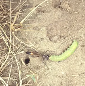 Burrow Prints: Ammophila, Sand wasp and prey