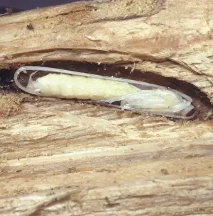 Closeup Prints: Ammophila sp. sand wasp