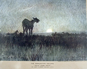 Images Dated 23rd July 2008: The Ammunition Column Mule loose again