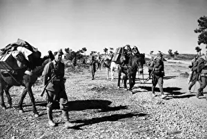 Ammunition supplies by donkey, North Africa, WW1