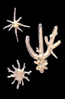 Black Background Collection: Amoeba proteus, amoebae