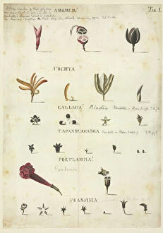 Monocotyledon Collection: Amomum, vochya, callisia, tapanhuacanga, portlandia, fransin