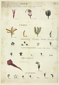 Commelinid Collection: Amomum, vochya, callisia, tapanhuacanga, portlandia, fransin
