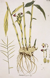Amomum Gallery: Amomum zingiber Linn. ginger