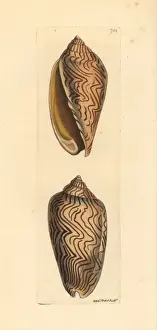 Amoria undulata sea snail