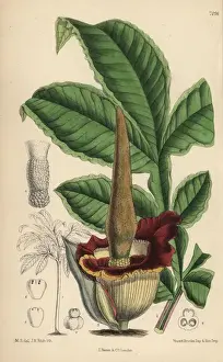Curtis Prints: Amorphophallus eichleri, voodoo lily native