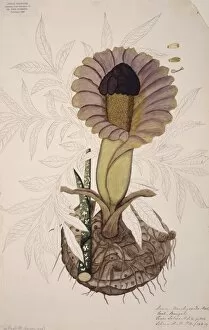 Araceae Gallery: Amorphophallus paeoniifolius, elephant foot yam
