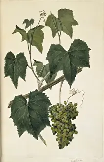 Vitales Prints: Ampelocissus arachnoidea