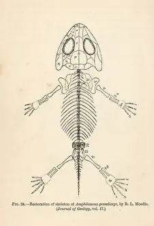 Extinctmonstersandcreaturesofotherdays Prints: Amphibamus grandiceps